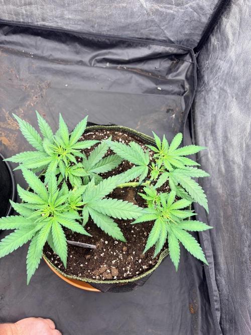 Mexican Sativa. Week 6 - etwas kompakter als #2, aber mit kräftigen und gleichmäßig verteilten Trieben.