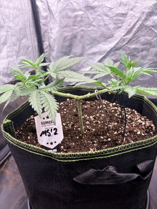 Mexican Sativa. Week 6 - sauber geöffnet und flach trainiert. Die vier Haupttriebe entwickeln sich gleichmäßig.