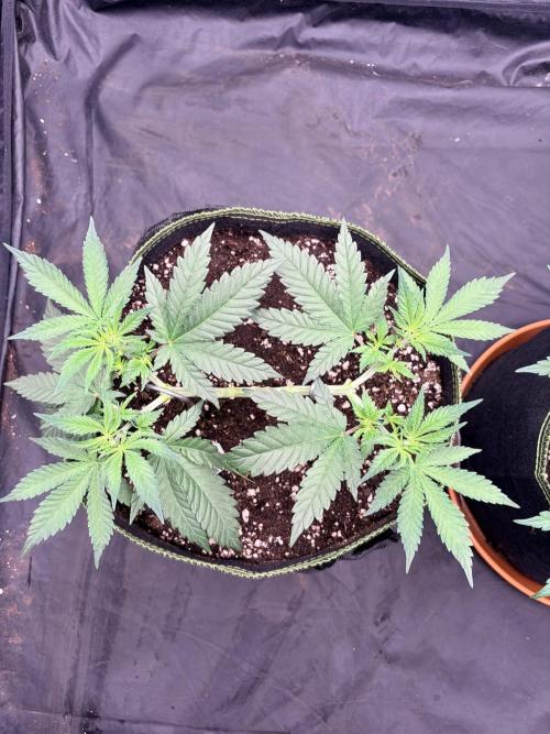 Mexican Sativa. Week 6 - offene Mitte, gleichmäßige Verteilung und kräftiges neues Wachstum vor dem Flip.