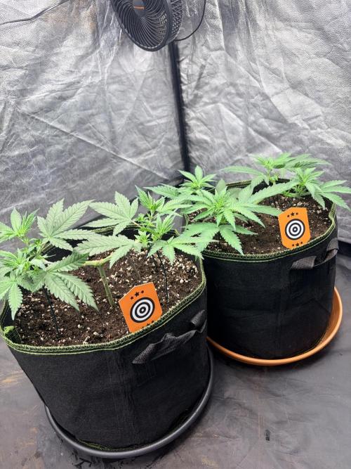 Black Box Light. Week 6