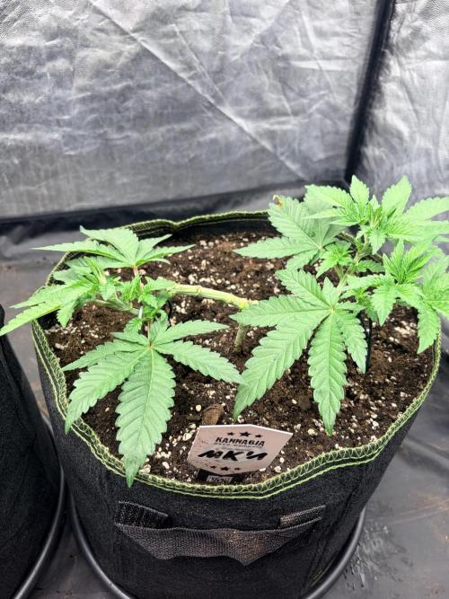 Melonade-K. Week 6 - flach trainiert, kräftige Seitentriebe und eine gut freigelegte Pflanzenmitte.