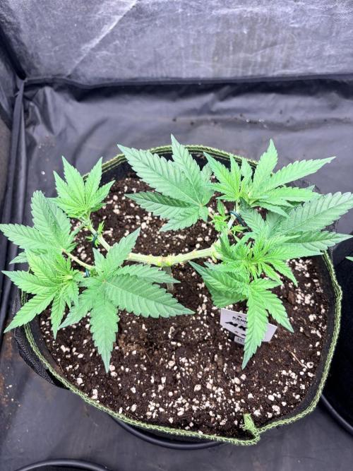 Melonade-K. Week 6 - kompakte Struktur, vier Spitzen arbeiten sich gleichmäßig nach außen.