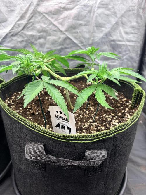 Amnesia Haze Go Fast. Week 6 - sauber runtergebunden, offene Struktur und kräftige Entwicklung der vier Haupttriebe.