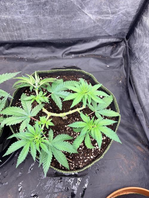 Amnesia Haze Go Fast. Week 6 - gleichmäßiges Wachstum und eine schön freigelegte Mitte.