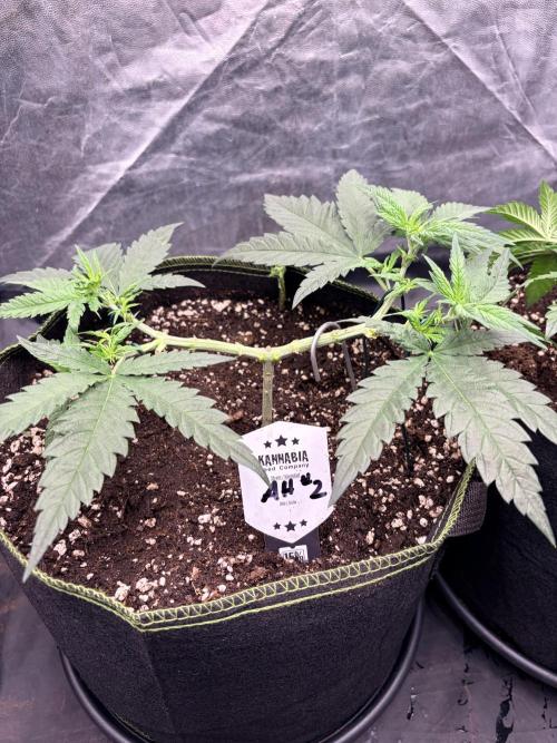 Amnesia Haze Go Fast. Week 6 - flach trainiert, gut verteilt und mit stabiler Entwicklung an allen Haupttrieben.