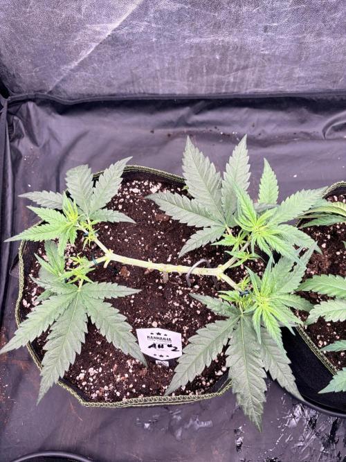 Amnesia Haze Go Fast. Week 6 - klare Struktur, offene Mitte und gleichmäßige Verteilung der Spitzen.