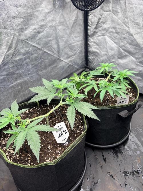 Amnesia Haze Go Fast. Week 6 - beide gesund, trainiert und in der letzten Vegi-Woche vor dem Flip.