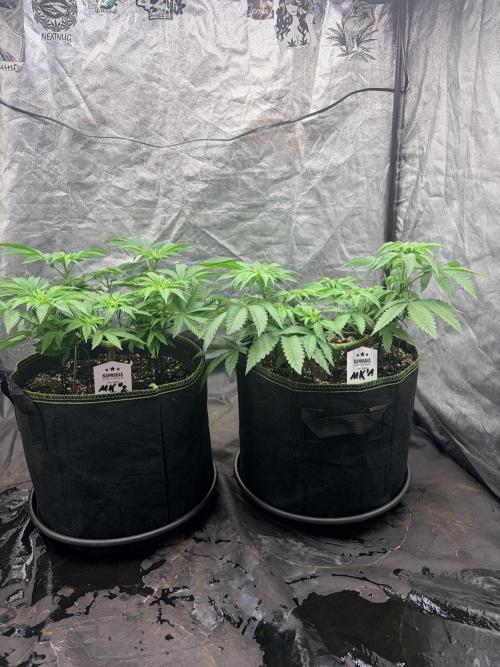 Melonade-K. Week 7 - Das MK-Duo nach dem Flip: breite Pflanzen mit gut sichtbarer Hauptverzweigung und freier Basis.