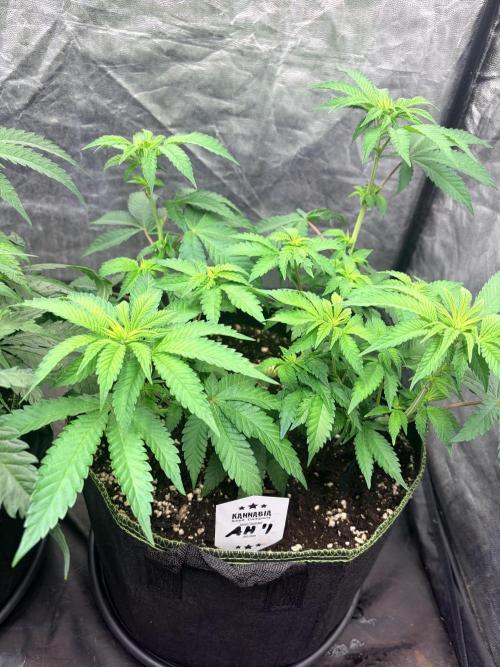 Amnesia Haze Go Fast. Week 7 - AH #1 von oben: Die verzweigte Basis und die höher stehenden Triebe sind gut zu erkennen.