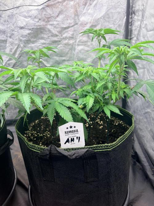 Amnesia Haze Go Fast. Week 7 - AH #1 zeigt eine offene Struktur mit deutlich unterschiedlich hohen Trieben.