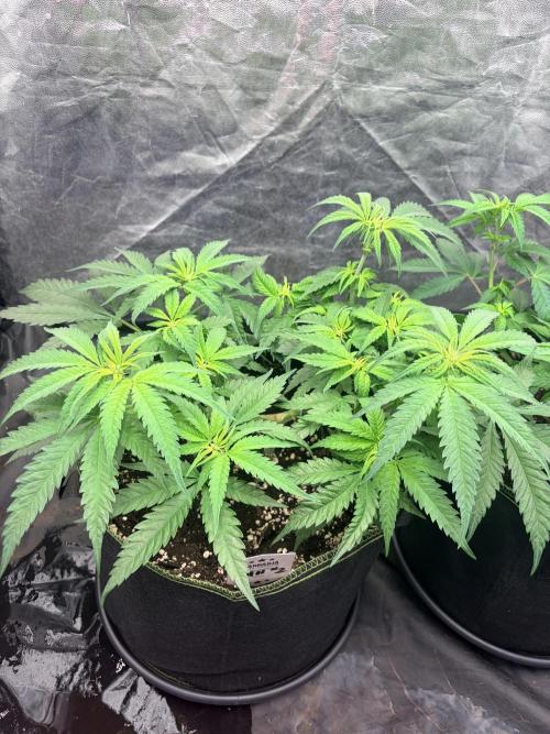 Amnesia Haze Go Fast. Week 7 - AH #2 von oben: dichtes Blattwerk und zahlreiche hellgrüne Triebspitzen im Überblick.