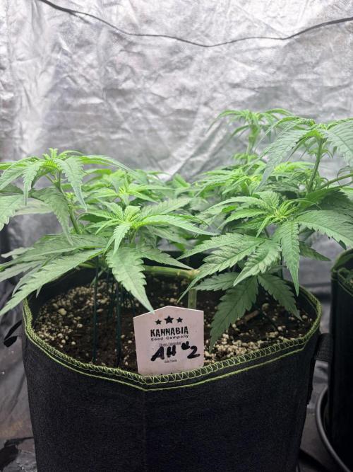 Amnesia Haze Go Fast. Week 7 - AH #2 nach dem Flip: breite Verzweigung und frische Triebspitzen über dem Topfrand.