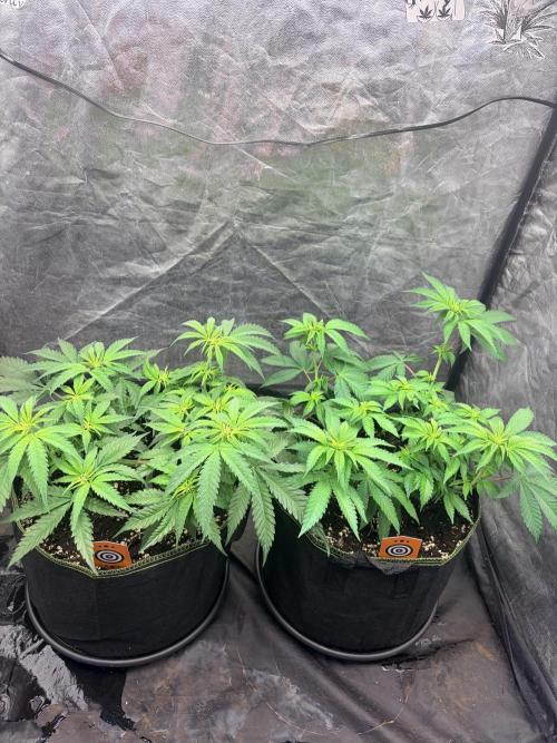 Amnesia Haze Go Fast. Week 7 - Das AH-Duo im Vergleich: links die kompaktere #2, rechts die offener aufgebaute #1.