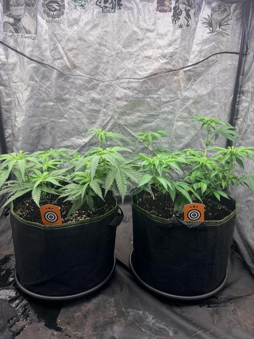 Amnesia Haze Go Fast. Week 7 - Zwei Pflanzen, zwei Wuchsformen: AH #2 und #1 gemeinsam zum ersten Update nach dem Flip.