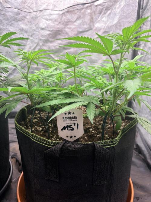 Mexican Sativa. Week 7 - MS #1 aus der Nähe: aufrechte Triebe und eine offene Basis unter dem Blätterdach.