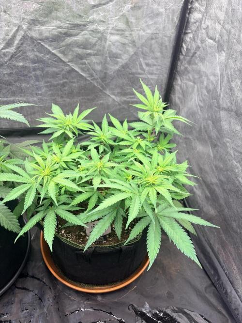Mexican Sativa. Week 7 - MS #1 von oben: schmale Blattfinger und frischer Austrieb auf unterschiedlichen Höhen.