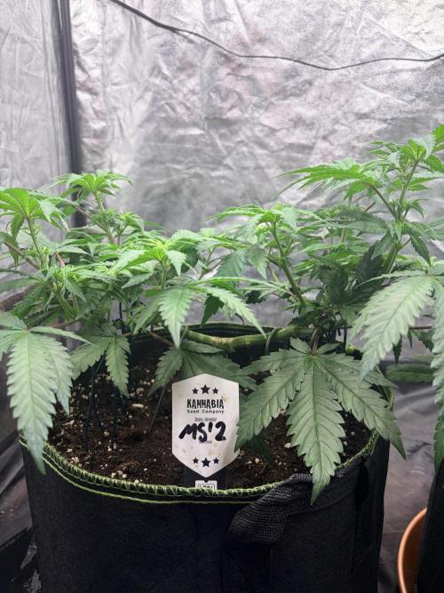 Mexican Sativa. Week 7 - MS #2 nach dem Flip: Die kräftige Hauptverzweigung und seitlich geführten Triebe sind gut sichtbar.