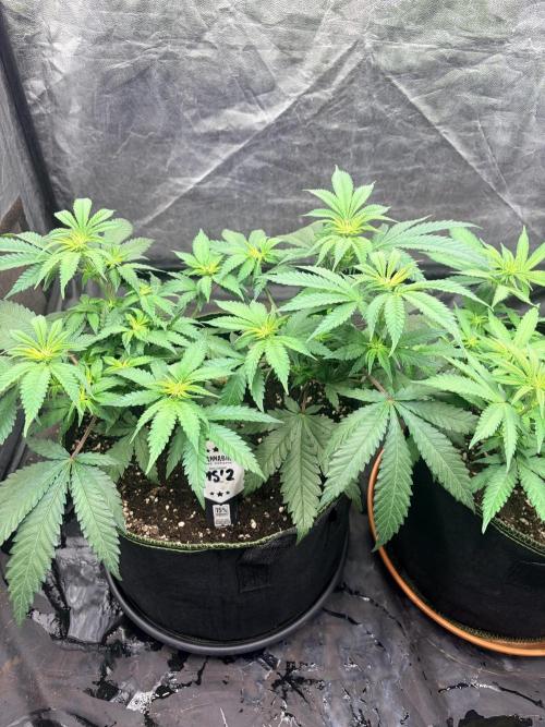 Mexican Sativa. Week 7 - MS #2 von oben: zahlreiche helle Triebspitzen zwischen großen, dunkleren Fächerblättern.