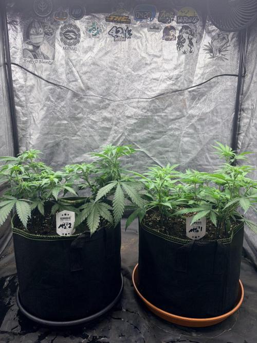Mexican Sativa. Week 7 - Das MS-Duo auf Augenhöhe: Die breite Verzweigung und die Höhenunterschiede werden deutlich.