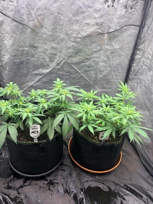 Mexican Sativa. Week 7 - Das MS-Duo auf Augenhöhe: Die breite Verzweigung und die Höhenunterschiede werden deutlich.