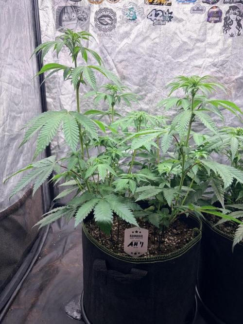 Amnesia Haze Go Fast. Week 8 - AH #1 im Seitenprofil: einzelne hohe Triebe ragen deutlich über die übrige Krone hinaus.