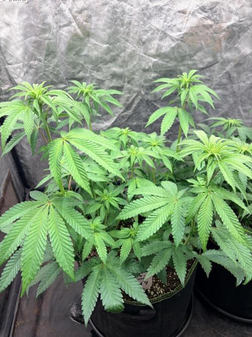 Amnesia Haze Go Fast. Week 8 - AH #1 von schräg oben: große Fächerblätter und helle Spitzen auf unterschiedlichen Höhen.
