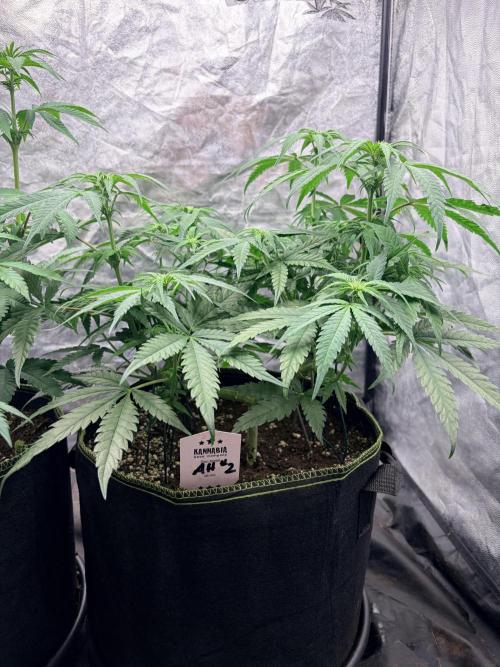 Amnesia Haze Go Fast. Week 8 - AH #2 von der Seite: niedrigerer Aufbau mit breiter Verzweigung und vielen Seitentrieben.