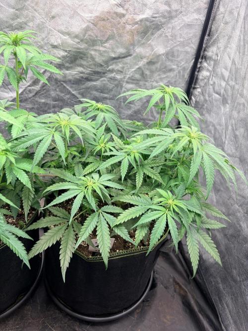 Amnesia Haze Go Fast. Week 8 - Blick auf AH #2: kleine Blütenansätze mit weißen Härchen an mehreren Triebspitzen.