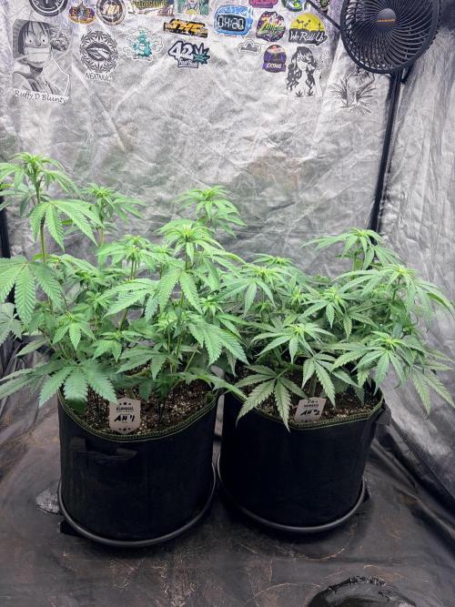 Amnesia Haze Go Fast. Week 8 - AH #1 links und AH #2 rechts – der Höhenunterschied fällt im direkten Vergleich deutlich auf.
