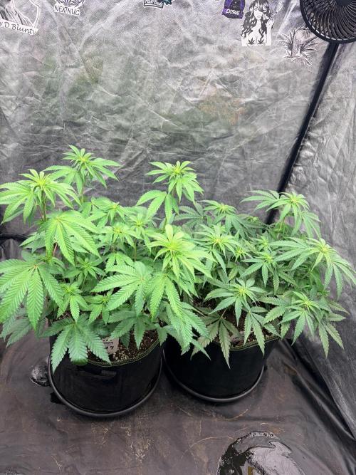 Amnesia Haze Go Fast. Week 8 - Beide Amnesia Haze Go Fast von oben: unterschiedliche Kronenformen und zahlreiche Triebspitzen.