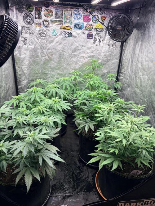 Amnesia Haze Go Fast. Week 8 - Gesamtansicht aller sechs Pflanzen – dieses Diary begleitet die beiden Amnesia Haze Go Fast.