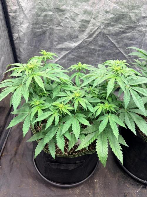 Mexican Sativa. Week 8 - Blick auf MS #1: hellere Triebspitzen und feine weiße Blütenhärchen.