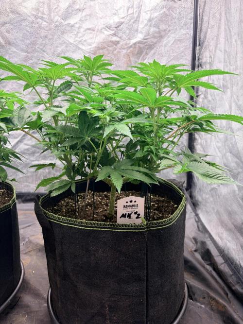 Mexican Sativa. Week 8 - MS #2 von der Seite: breite Verzweigung und freie Sicht auf die kräftige Stammbasis.