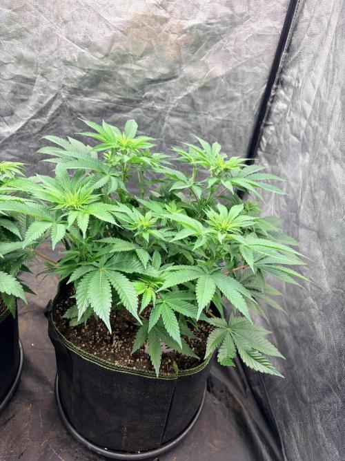 Mexican Sativa. Week 8 - MS #2 von oben: viele Triebspitzen und erste sichtbare Blütenansätze.