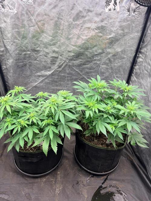 Mexican Sativa. Week 8 - Beide Mexican Sativa von schräg oben: verzweigte Kronen und zahlreiche Blütenansätze im Überblick.