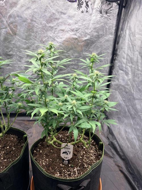 Mexican Sativa. Week 9 - MS #1 zeigt ihre offene Struktur mit langen Trieben und vielen frischen Blütenansätzen.