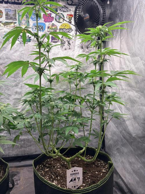 Amnesia Haze Go Fast. Week 9 - AH #1 nach dem Lollipopping: Freier Unterbau, klare Struktur und saubere Haupttriebe.