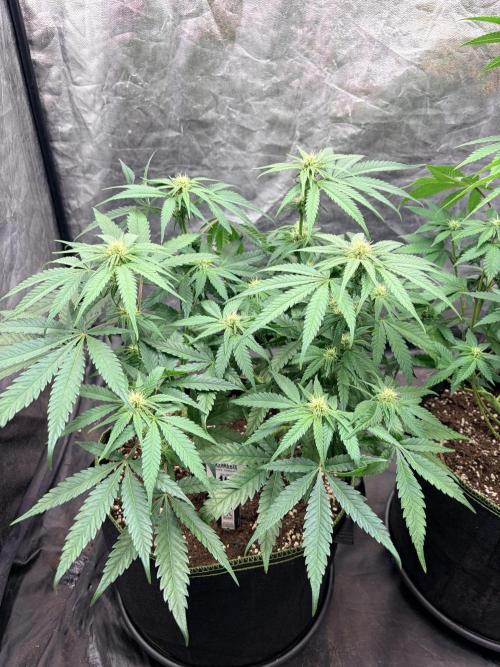 Amnesia Haze Go Fast. Week 9 - AH #2 zeigt nach dem Schnitt eine offene Struktur und starke Entwicklung in der Blüte.