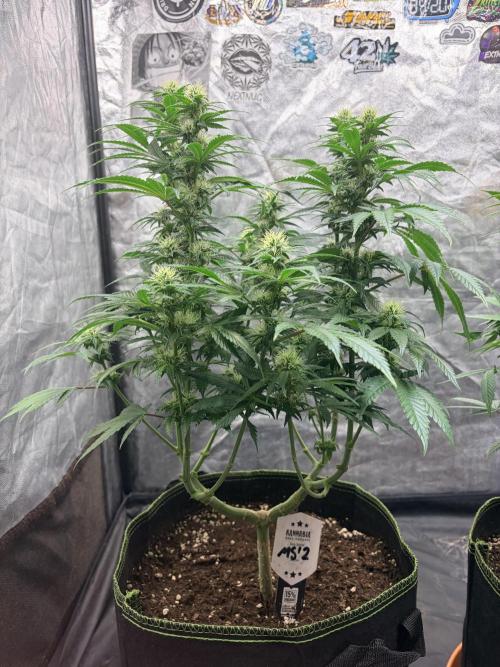 Mexican Sativa. Week 11 - Die offene Stammbasis gibt den Blick auf die kräftige Verzweigung und die langen Blütentriebe frei