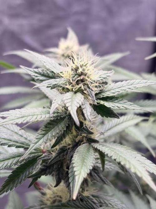Mexican Sativa. Week 11 - Zwischen hellen Blütenfäden sitzen einzeln orangefarbene, umgeben von dicht besetzten Zuckerblättern