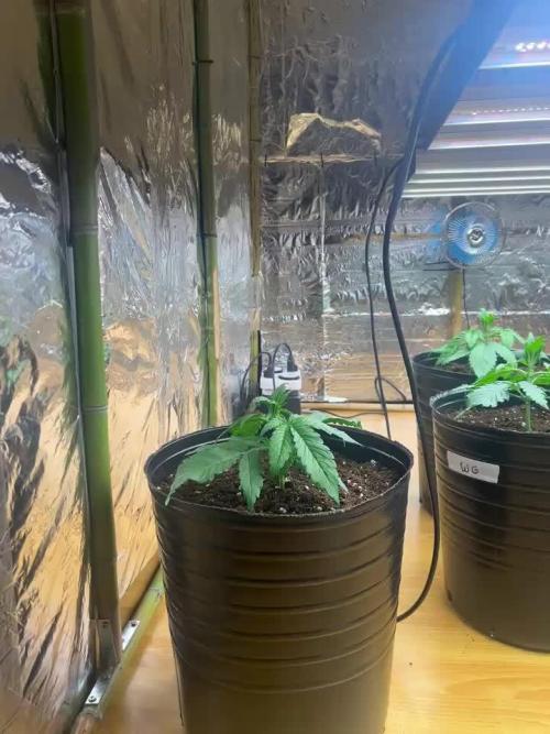 My first Grow