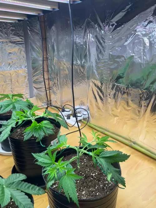 My first Grow