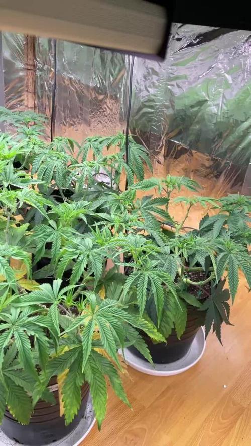 My first Grow