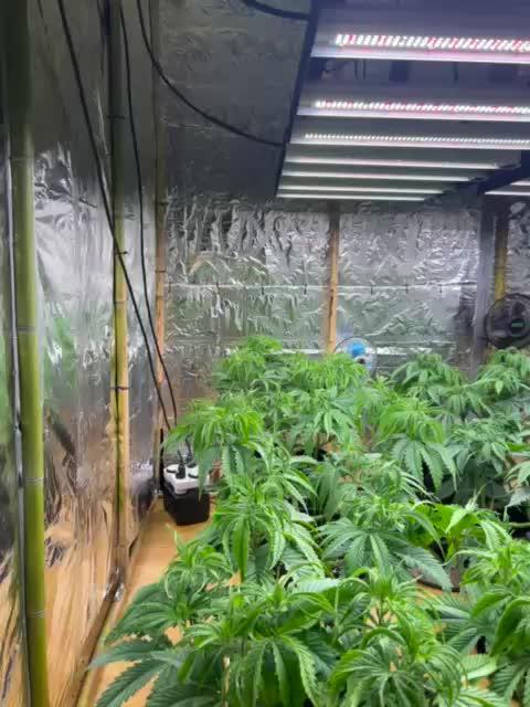 My first Grow