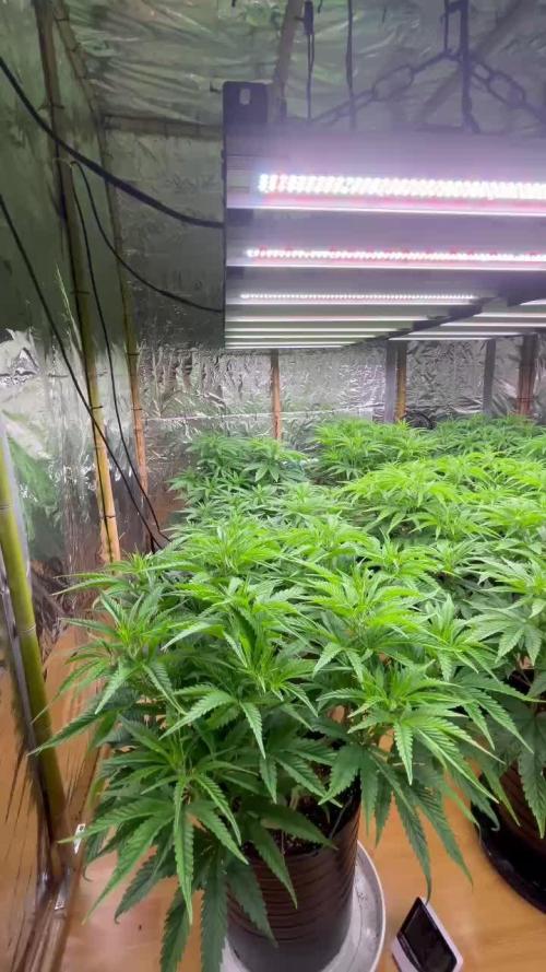 My first Grow
