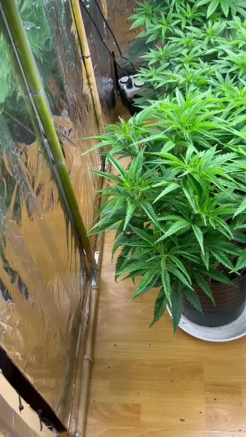 My first Grow