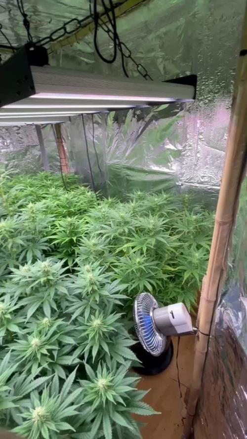 My first Grow