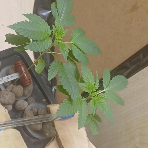 Pineapple chunk dwc simple