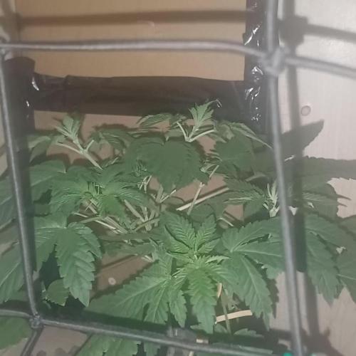 Pineapple chunk dwc simple