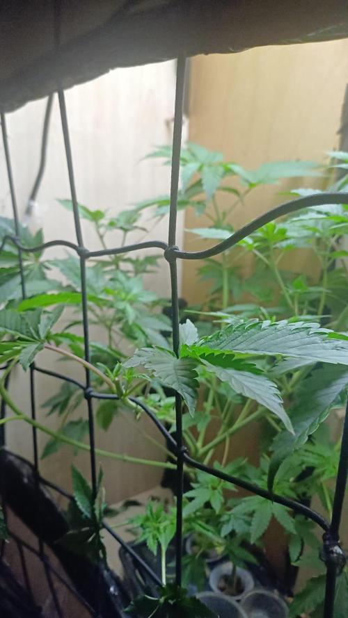 Pineapple chunk dwc simple